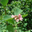 Symphoricarpos albus fleur